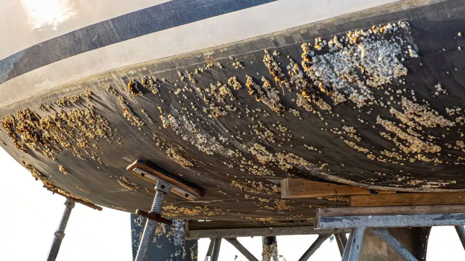 antifouling
